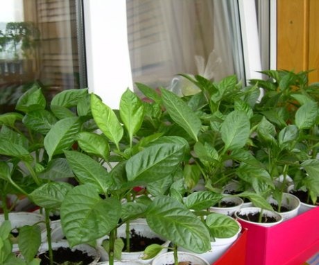 when to plant peppers for seedlings