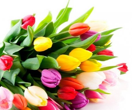 Péče o řezané tulipány