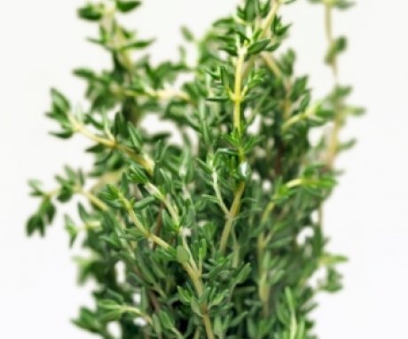 Thyme in the photo