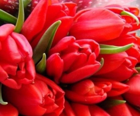 how to store cut tulips