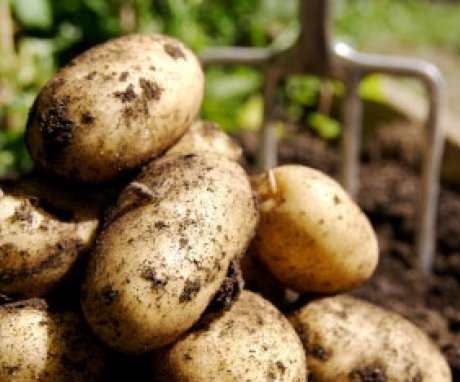 potato yield per hectare