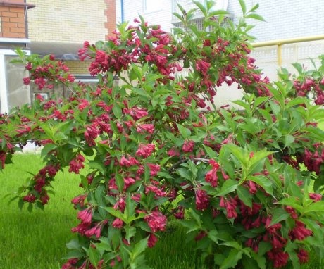 Reproduction of weigela
