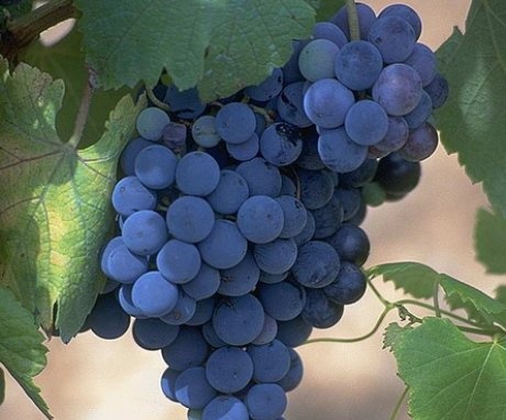 A szőlő bogyó vagy gyümölcs