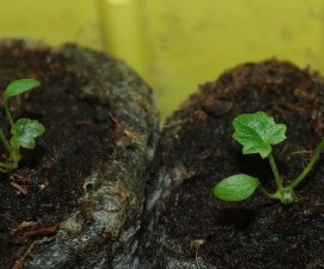 pěstujte prvosenku ze semen