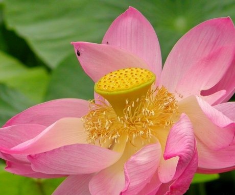mosquito lotus