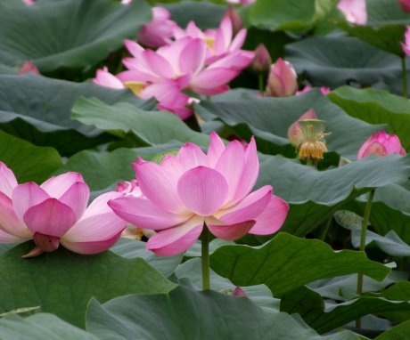 lotus de țânțari