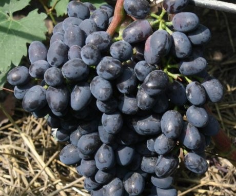 charlie grapes