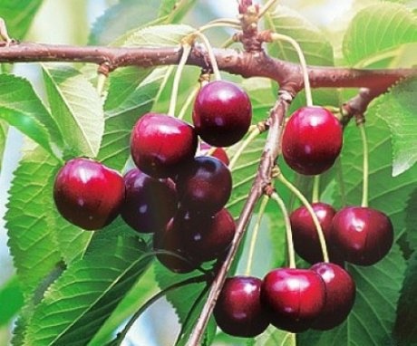 Cherry Brusnitsyna