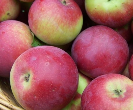 حصاد التفاح أورليك