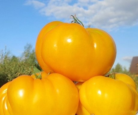 Ripe yellow tomatoes