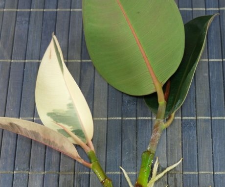 Zakořenění listů fíkusu