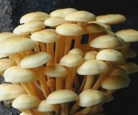 Mushroom mushrooms