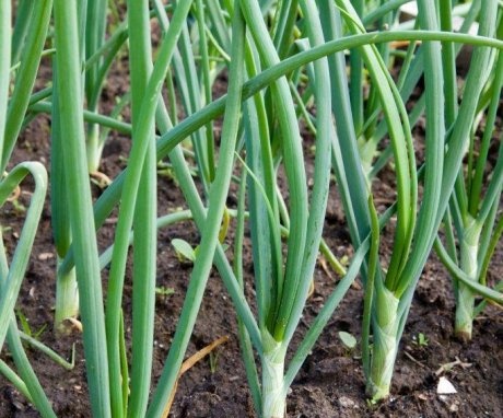 Green onions without arrows