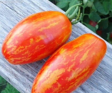 Ripe Tomatoes Spark of Flame