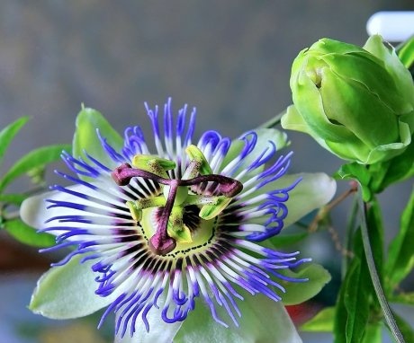Blooming Passion Fruit (Passionflower)