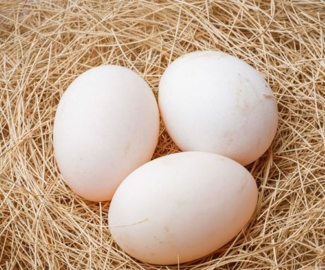 Odabir jaja za kokoš