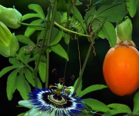 Passion fruit bears fruit at home