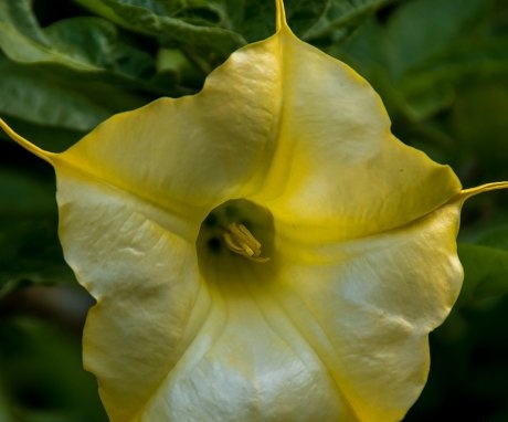Brugmansia yellow