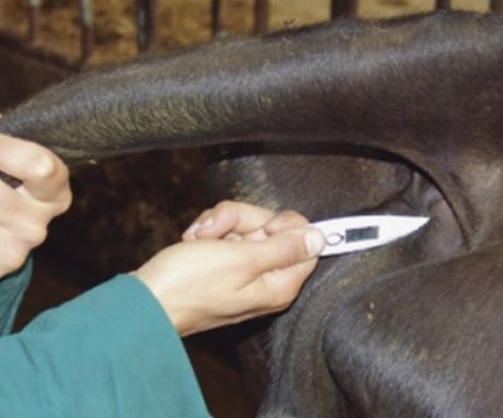 How to measure a cow's temperature