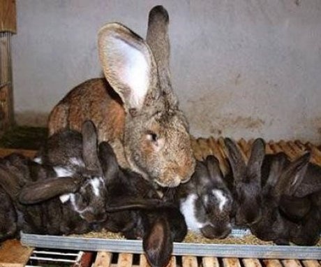 When to remove bunnies from a bunny