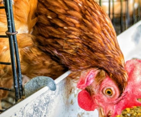 ما الذي يحدد النظام الغذائي للدجاج