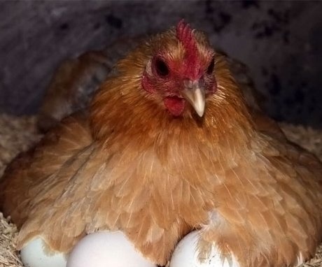 Găină eclozează ouă