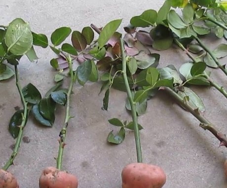 Ukorjenjivanje ruža u krumpiru
