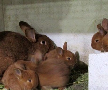 Rabbit with babies