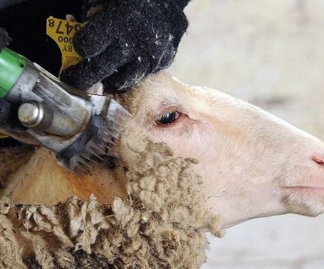 Shearing a ram with a clipper