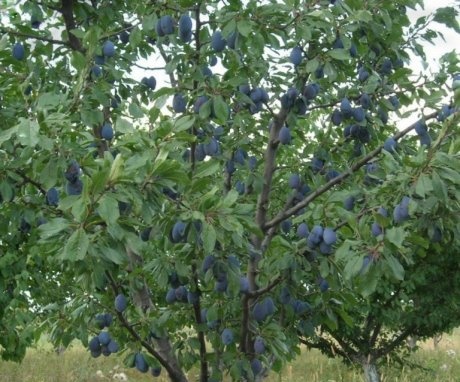 Fruiting plum tree