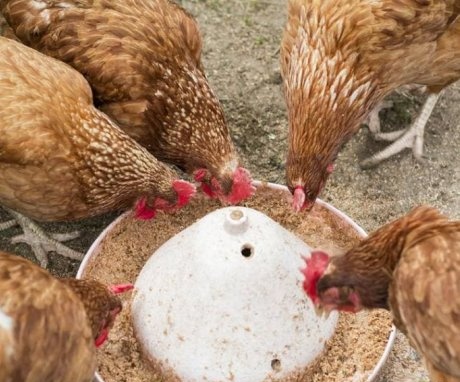 Cum se hrănesc găinile