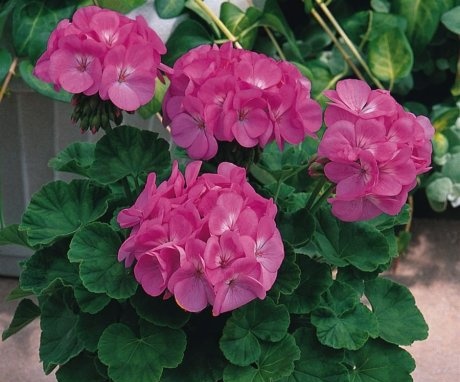 Geranium roz