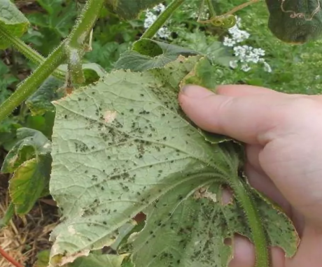Aphid-infested cucumber leaves