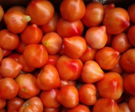 حصاد الطماطم