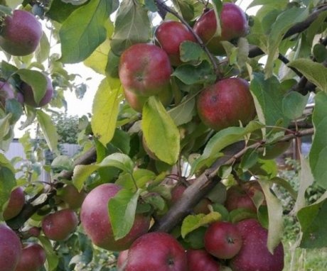 أصناف شجرة التفاح أورليك